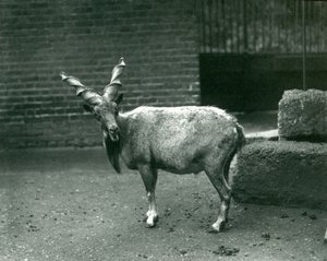 Un Markhor en el Zoológico de Londres, junio de 1914 de Frederick William Bond